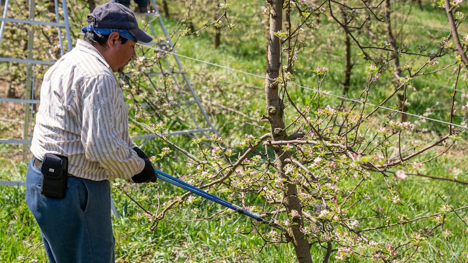 Vrhunski arboristični nasveti Za popolno zdravje vaših dreves