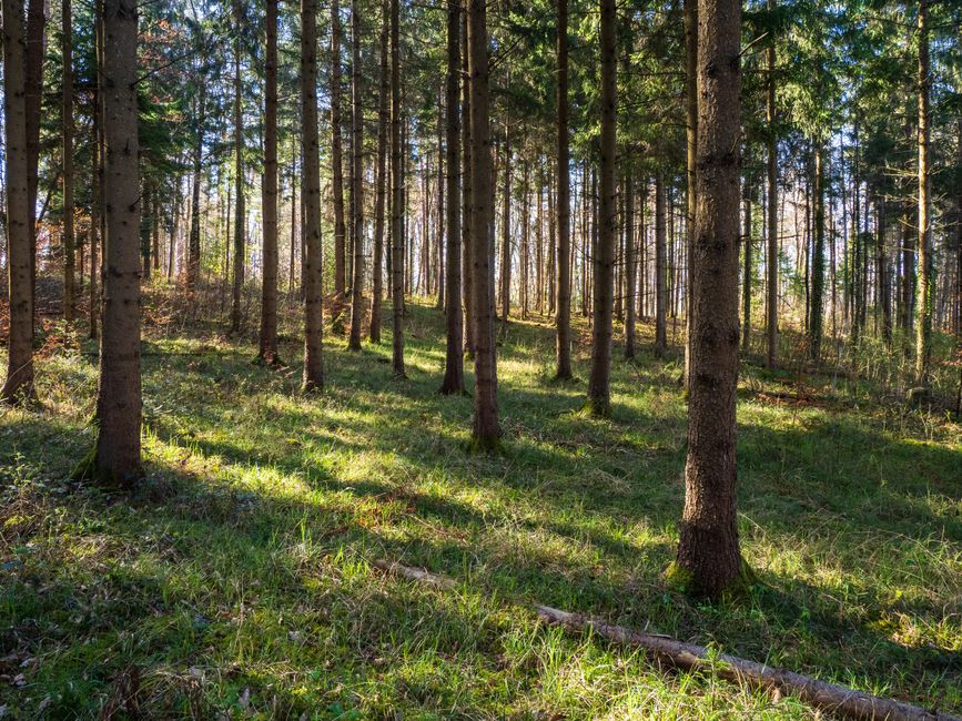 višinsko obrezovanje dreves