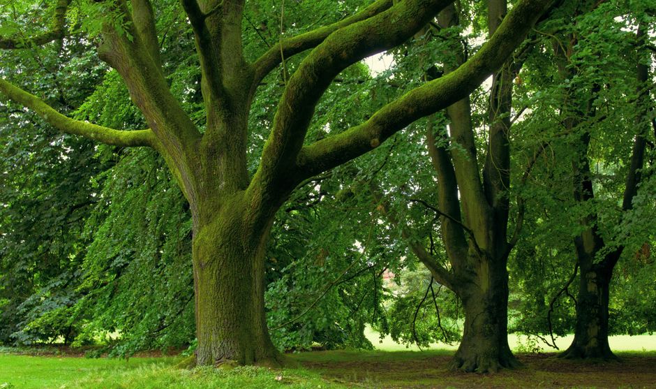 arboristika